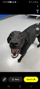 Good Girl Looking for Her Forever Family