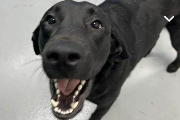 Good Girl Looking for Her Forever Family