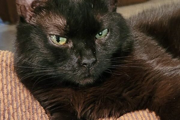 Sweet Young Female Cat Who Loves People