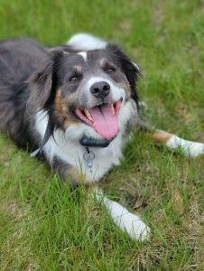 Aussie Looking for Farm Home