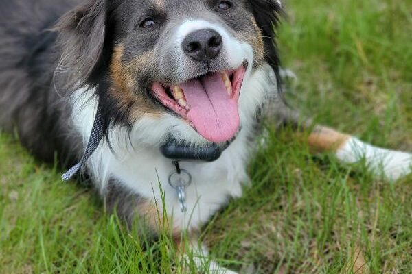 Aussie Looking for Farm Home