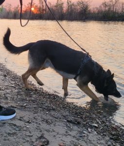 Wolfie, German Shepherd