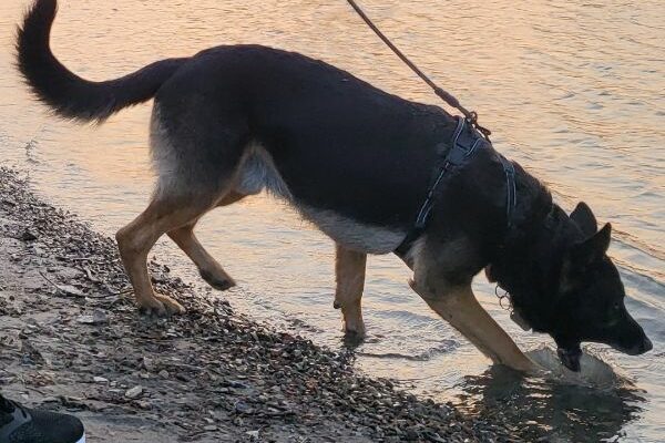 Wolfie, German Shepherd