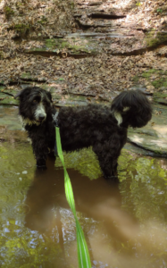 Comet the Dog