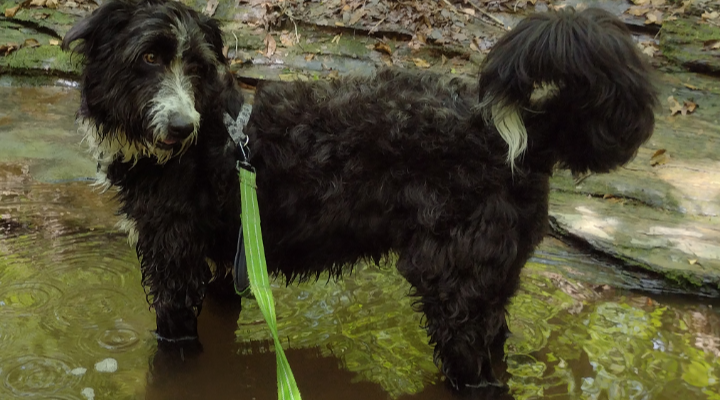 Comet the Dog