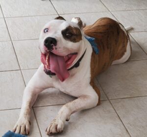 Apollo's favorite things are his humans, and cuddling his humans!