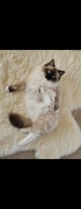 Come meet the hunky kitty love of your life!