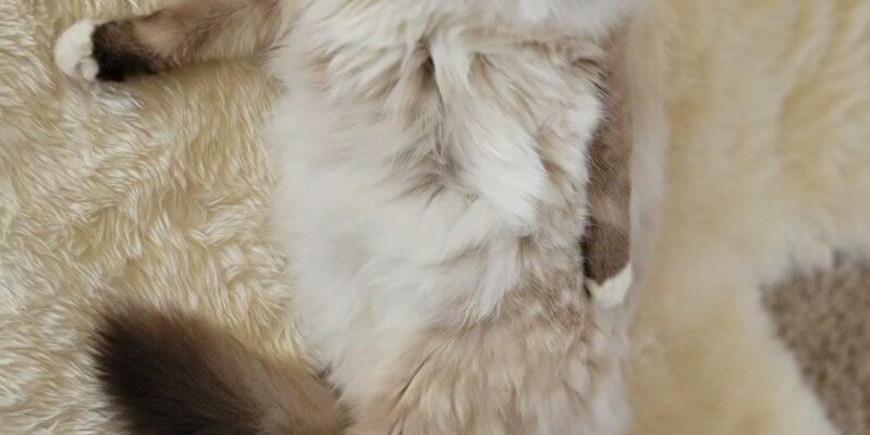 Come meet the hunky kitty love of your life!