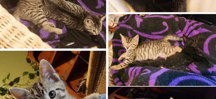 💜 Sweet Babies Looking for Their 4-Ever Home 💜 Cats
