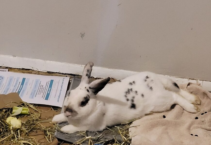 Stray Bunny needs a home ( HSHV