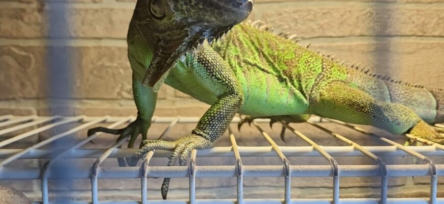 Iguana with a custom built cage is looking for new home!