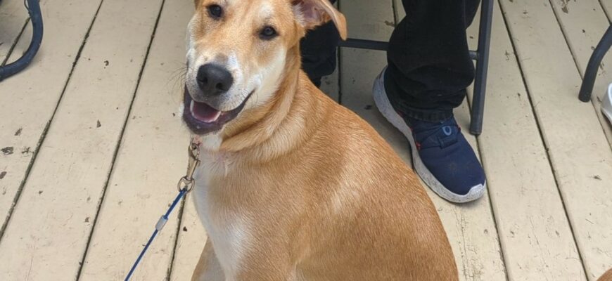 Tino, beagle mix (Tino the Tino Mans)