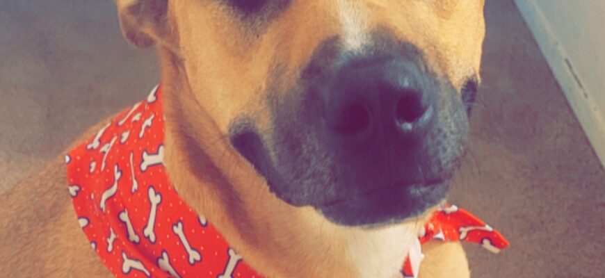 Loving Dog