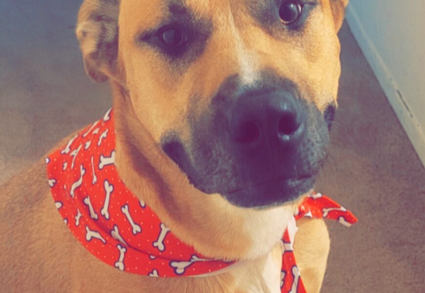 Loving Dog