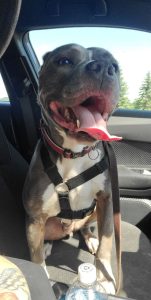 Sweet Boy Needs New Home