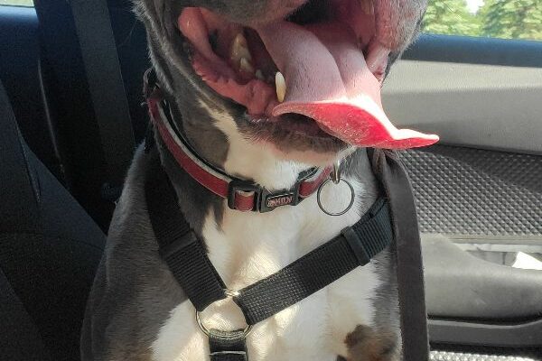 Sweet Boy Needs New Home