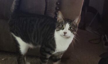 Rehoming Cookie
