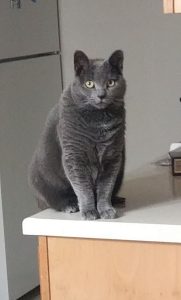Scarlett (Russian Blue)
