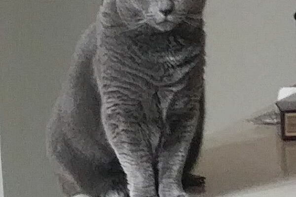 Scarlett (Russian Blue)