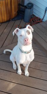 Home for Special Needs Dog