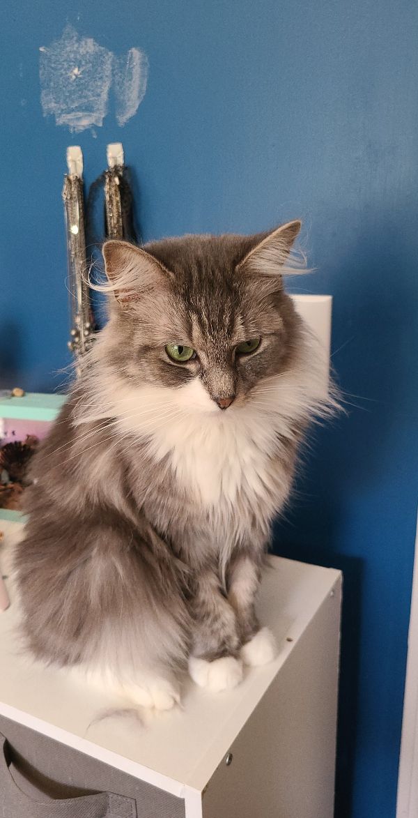 3-year-old, Female Cat