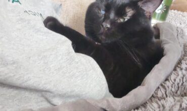 Rehome