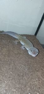 Leucistic Leopard Gecko