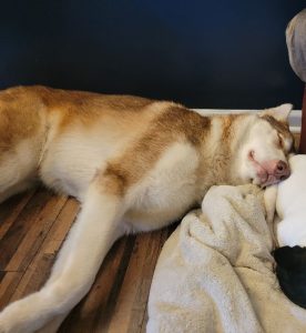 Loving Baby Needs a Home
