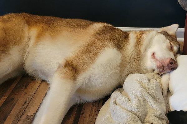 Loving Baby Needs a Home