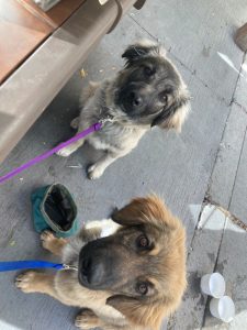Henry and Shelly