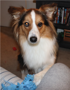 This cutie needs space to run!