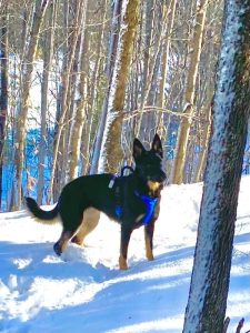 Sweet but Hyper- Dominant Dog