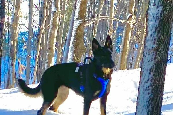 Sweet but Hyper- Dominant Dog