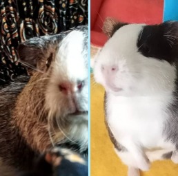 Adopt 2 Guinea pigs!