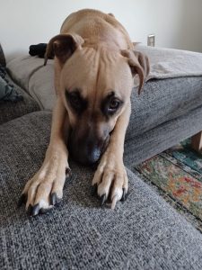 Chimi needs a new home!