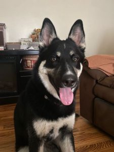 Apollo is Currently Fostered- Needs a Forever Home