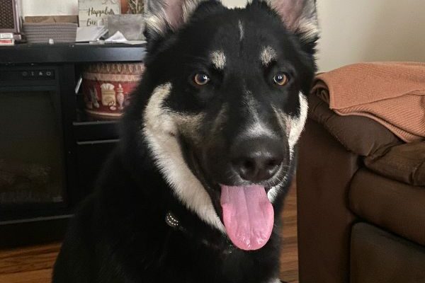 Apollo is Currently Fostered- Needs a Forever Home