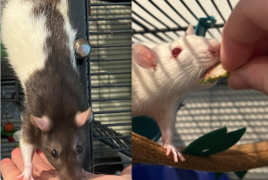 Your New Rat Besties
