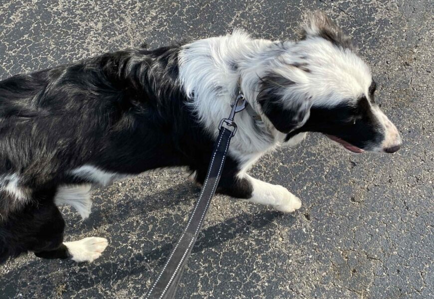 Zorro