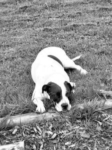 Needs a Home