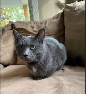 Lap Cat Benny Needs a New Home