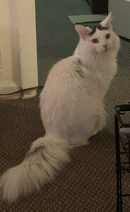White long hair in need of home and access to a lot of space!