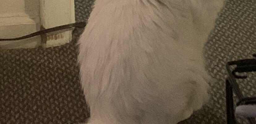 White long hair in need of home and access to a lot of space!