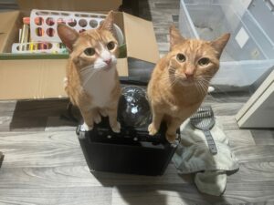 2 Barn Cats