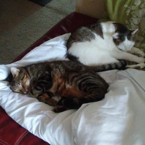 Cairo and Dubs Need a New Jam