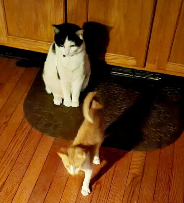 Step Brothers Seek New Home