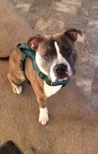 Big Headed Pit With an Even Bigger Heart
