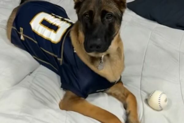 2-Year-Old German Shepherd