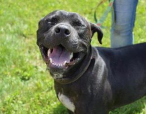 This wonderful, laid back dog is looking for a forever home!