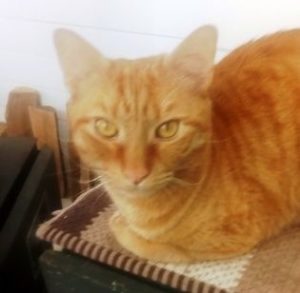 Exceptional Orange Tabby Male Cat